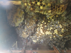 The view inside our bee hive.